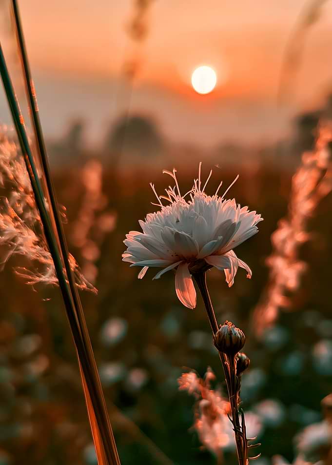 Flower at Sunset