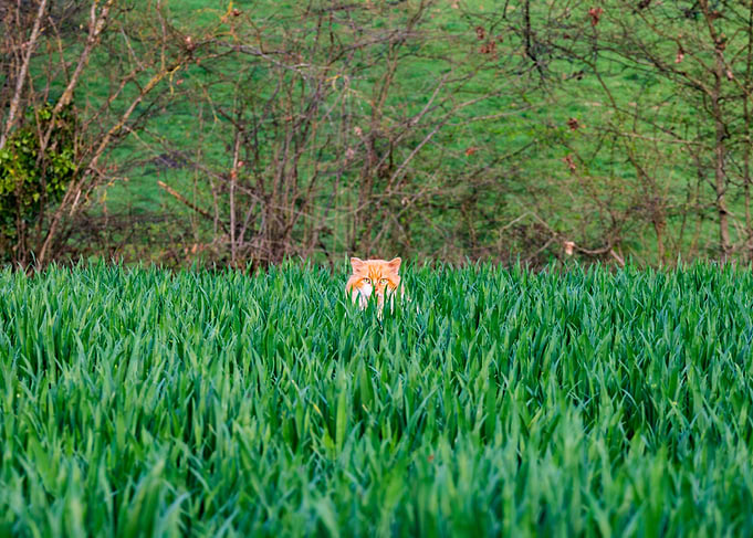 Orange cat peeking from tall green grass