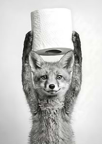Fox holding toilet paper Bathroom