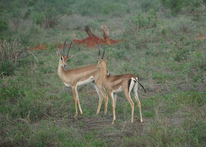 Grace of the African Savannah | Two gazelles in Kenya