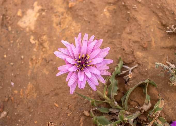 Pink wildflower in sandy soil