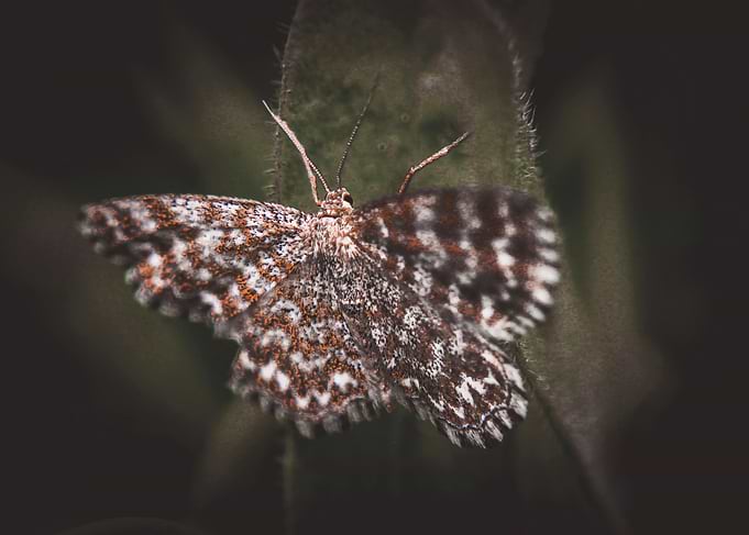 Moth on a Leaf