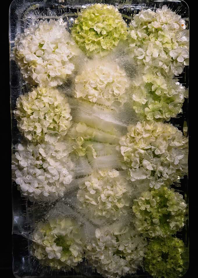 Frozen Hydrangea Blooms