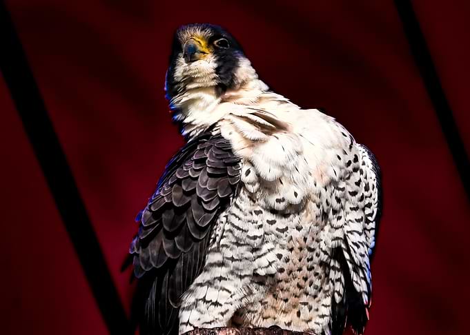 Patriotic Falcon
