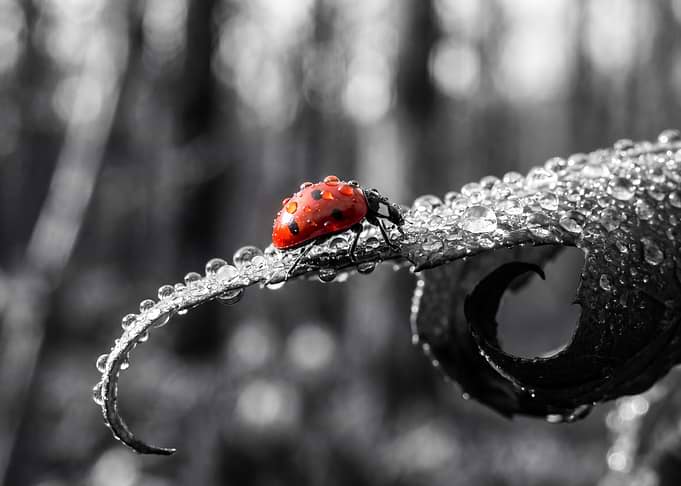 Ladybug on a Dewy Leaf