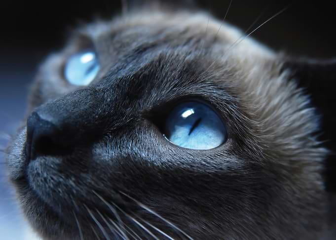 Close-up of Siamese Cat's Blue Eyes