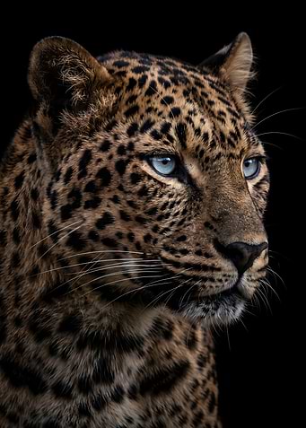 Leopard with striking blue eyes