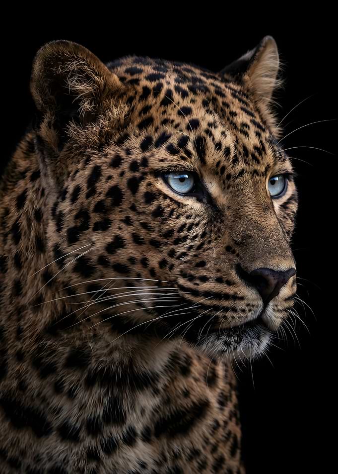 Leopard with striking blue eyes