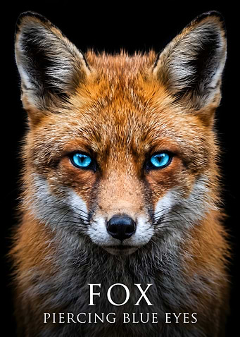 Fox with Piercing Blue Eyes