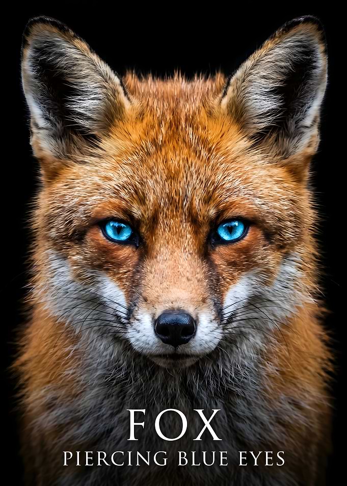 Fox with Piercing Blue Eyes