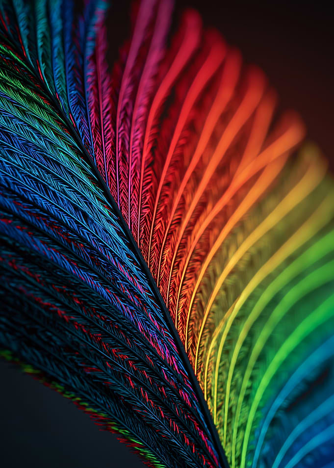 Rainbow Feather Macro Shot