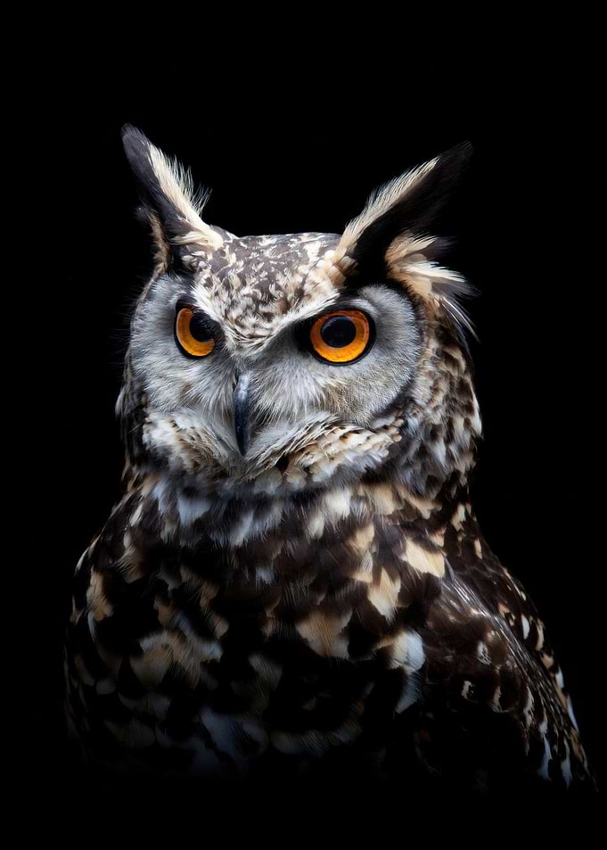 Close-up of a Spotted Eagle-Owl