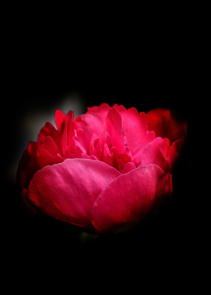 Velvet Peony — Midnight Bloom Light