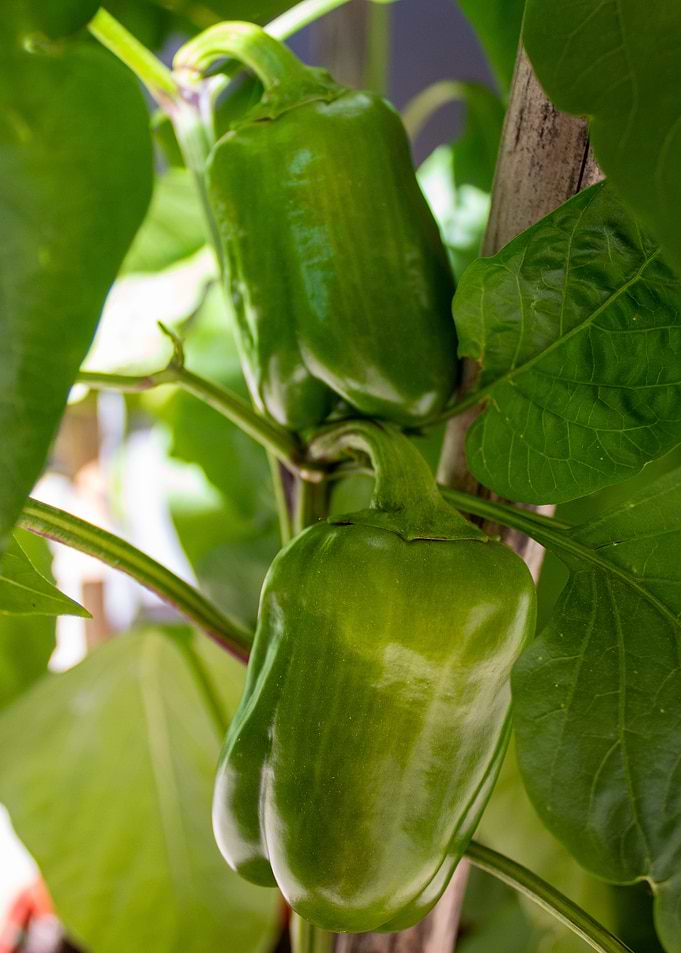 Green Bell Peppers Growing on Vine