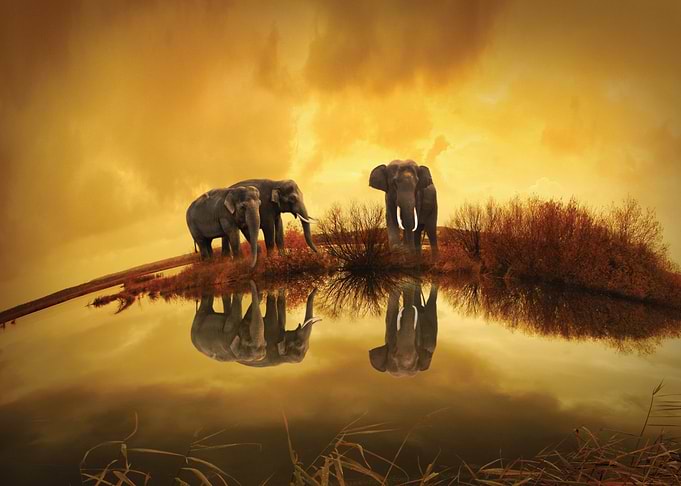 Elephants reflected in water at sunset