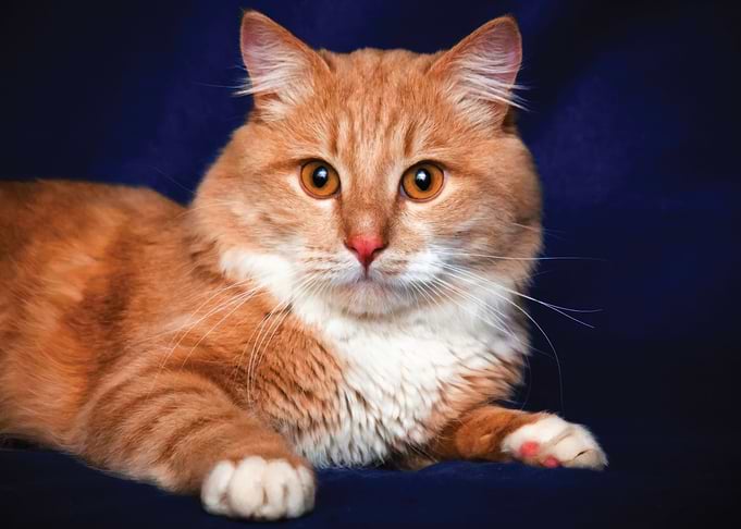 Orange Tabby Cat Portrait