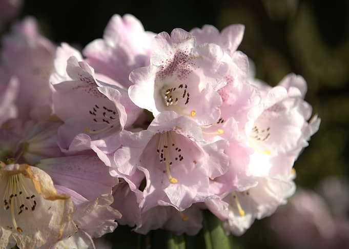 Close-up of Pink Rhododendron Flowers