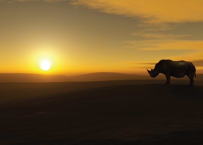 Rhino silhouetted against a sunset