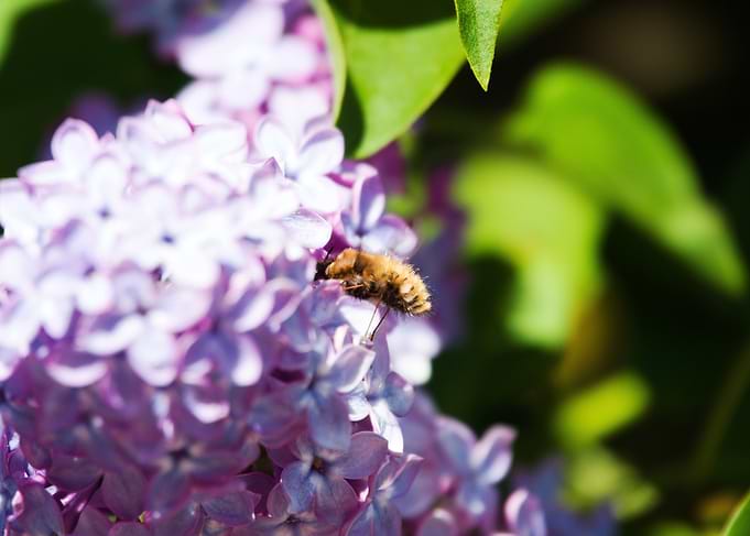 Bee on Lilac Flowers