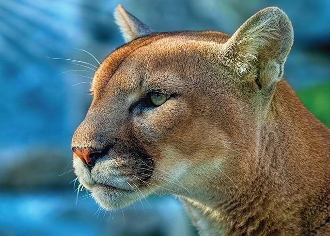 Close-up of a Cougar's Face
