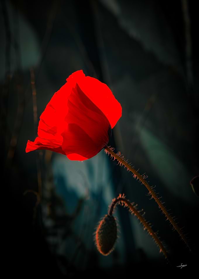 Blood Flower
