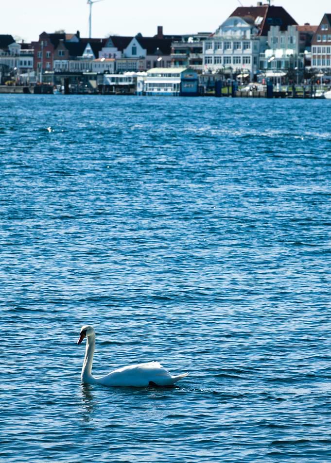 Swan on blue water with cityscape background