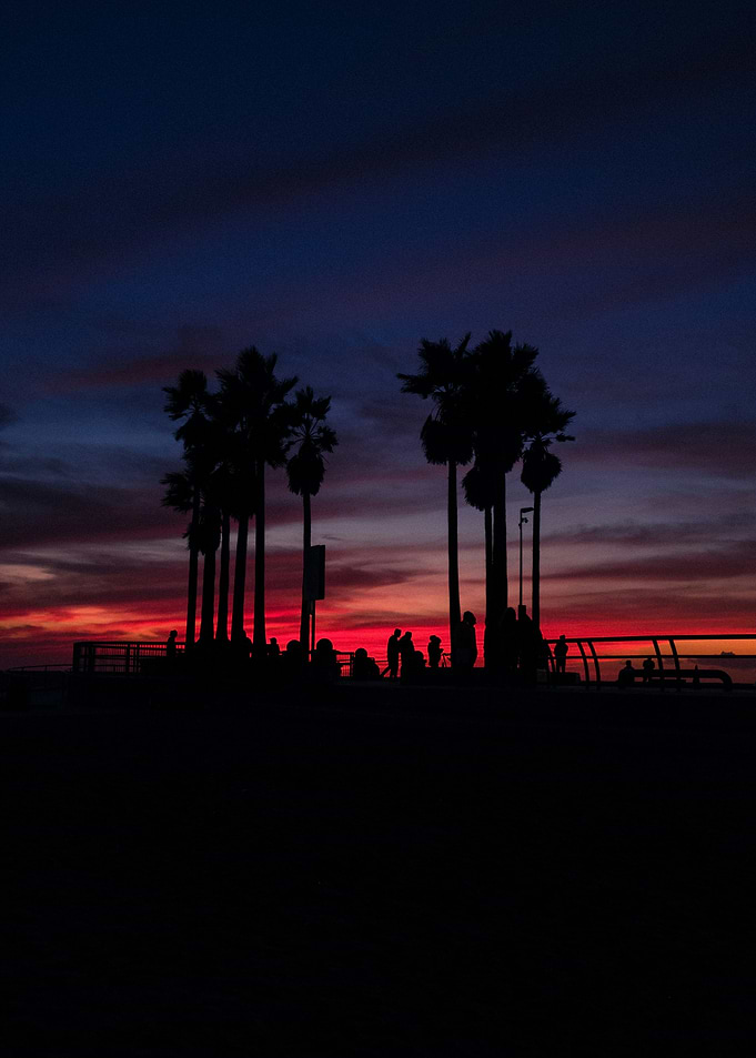Palm Trees at Sunset