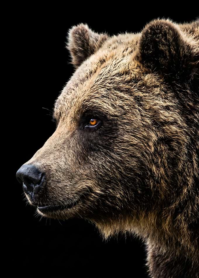 Close-up of a Brown Bear's Face