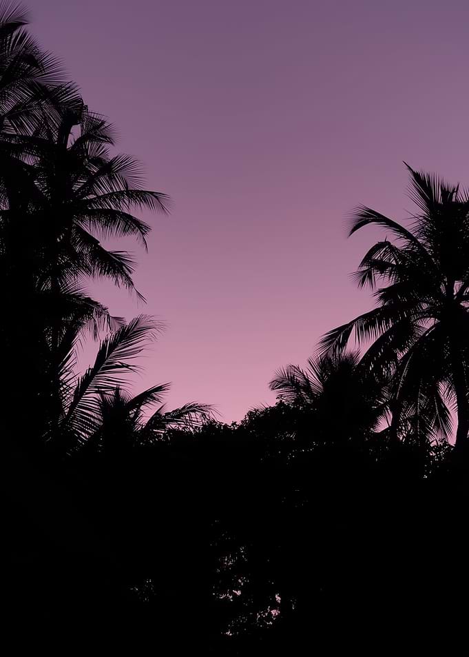 Purple Sunset Over Palm Trees