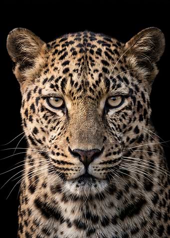Leopard Portrait