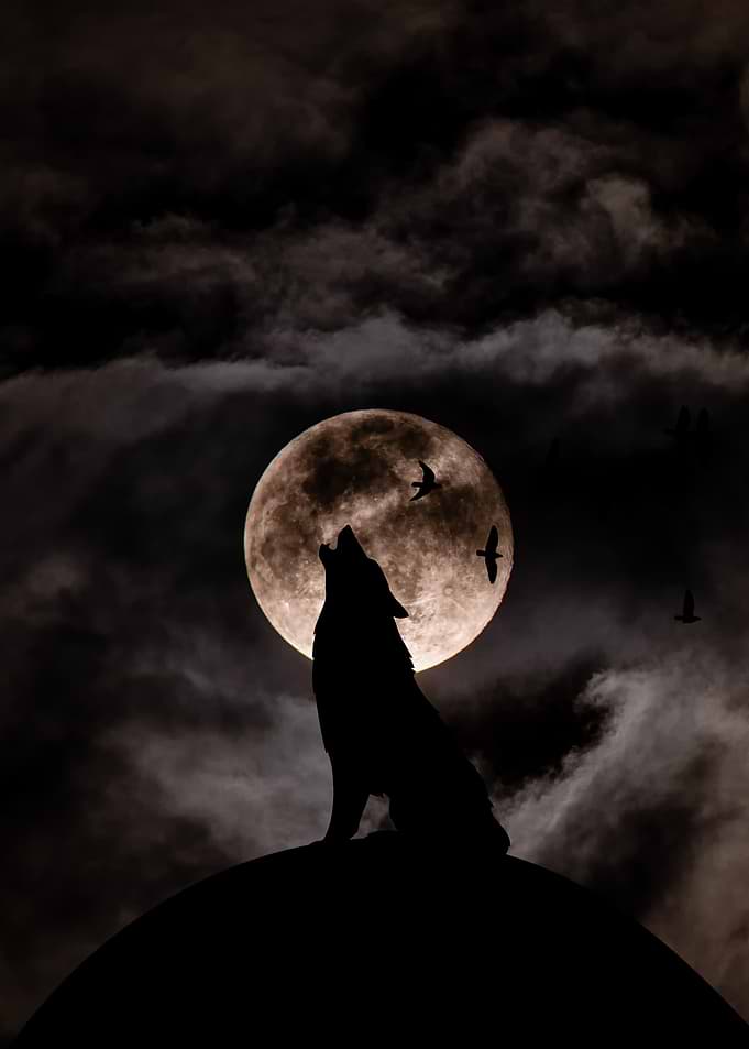 Wolf howling at the moon