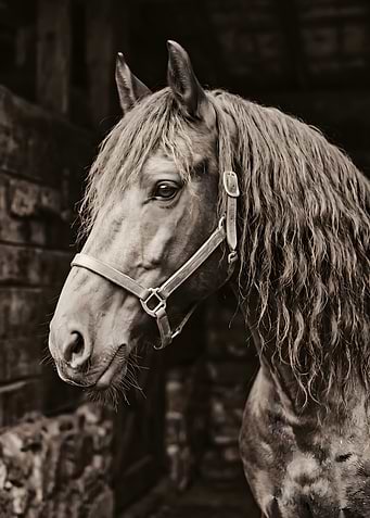 Close-up of a horse's head