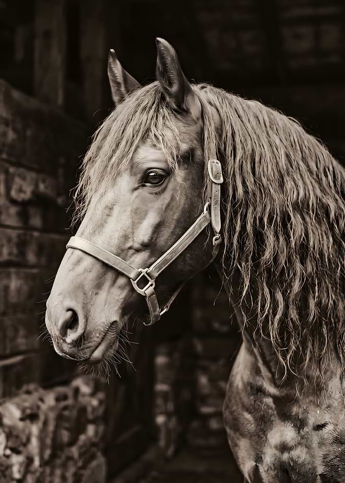 Close-up of a horse's head