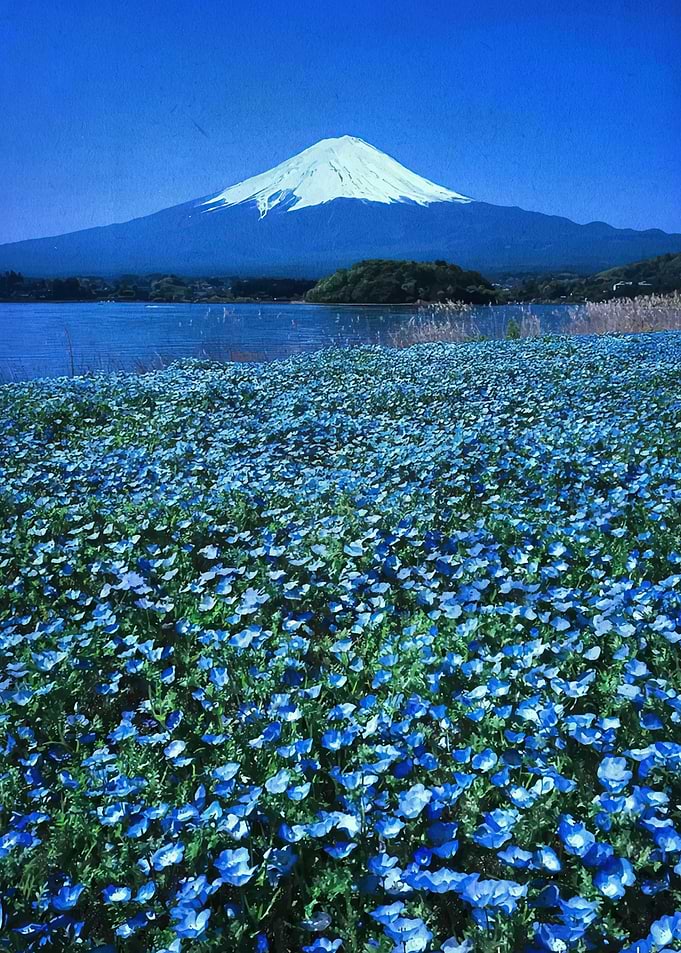 Mount Fuji with Blue Flowers