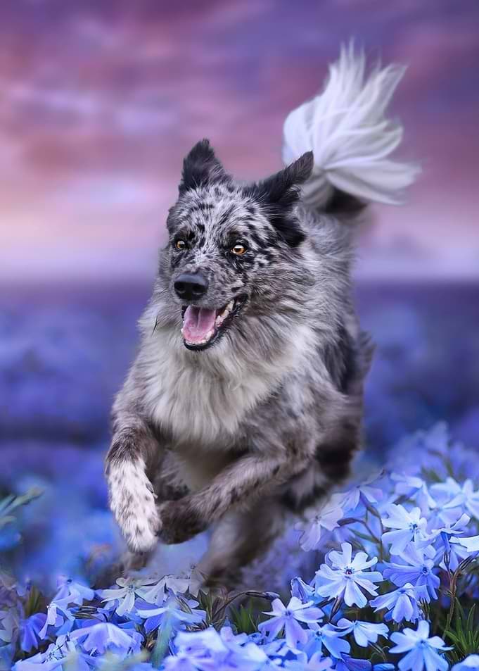Happy Dog Running Through Flowers
