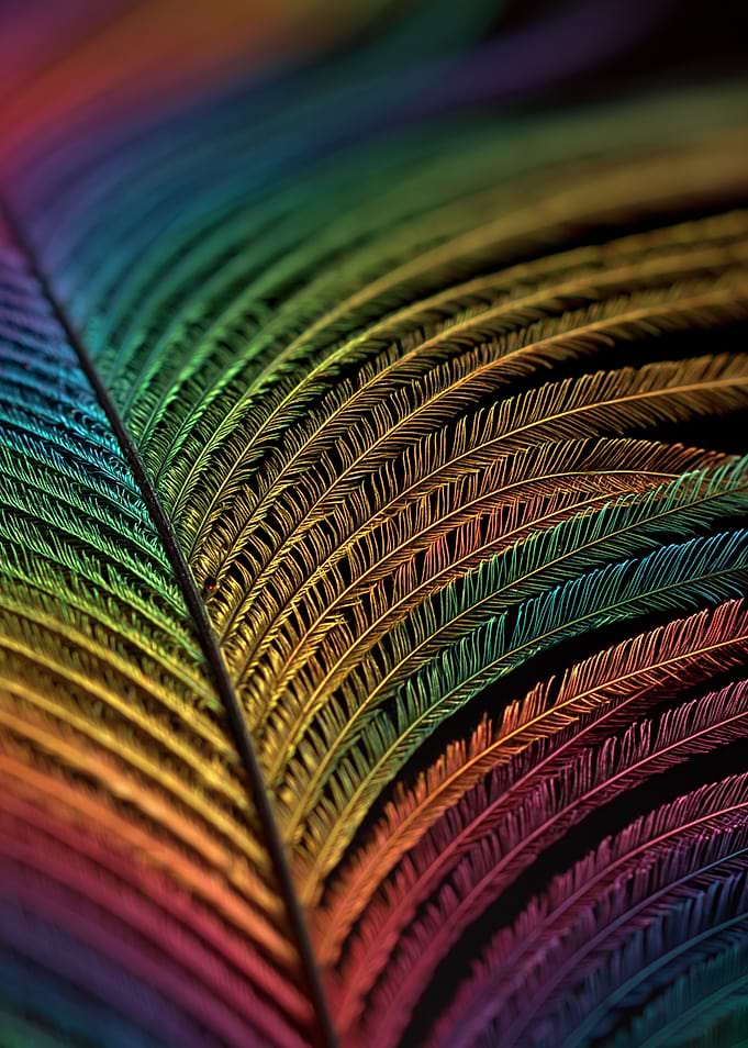Rainbow Peacock Feather Macro