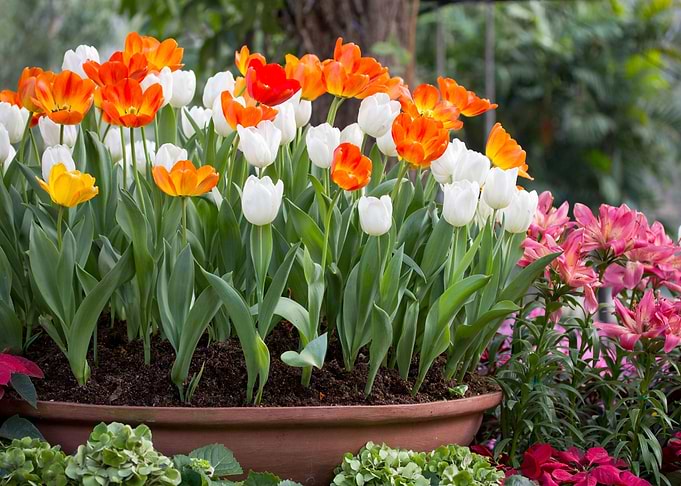 Colorful Tulips in a Garden
