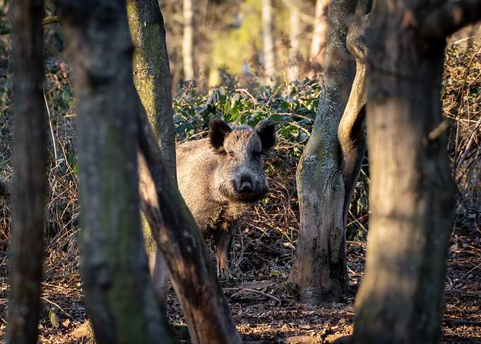 Wild Boar in Forest