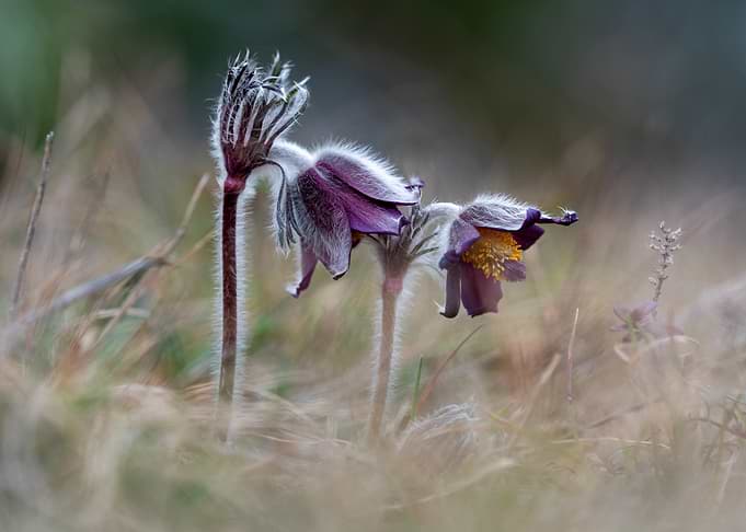 Fuzzy Purple Pasqueflowers in Meadow