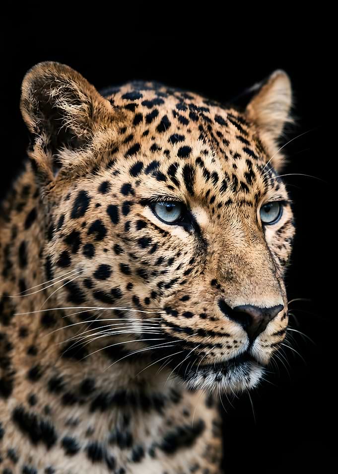 Leopard with striking blue eyes