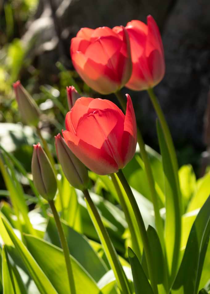 Red Tulips in Sunlight
