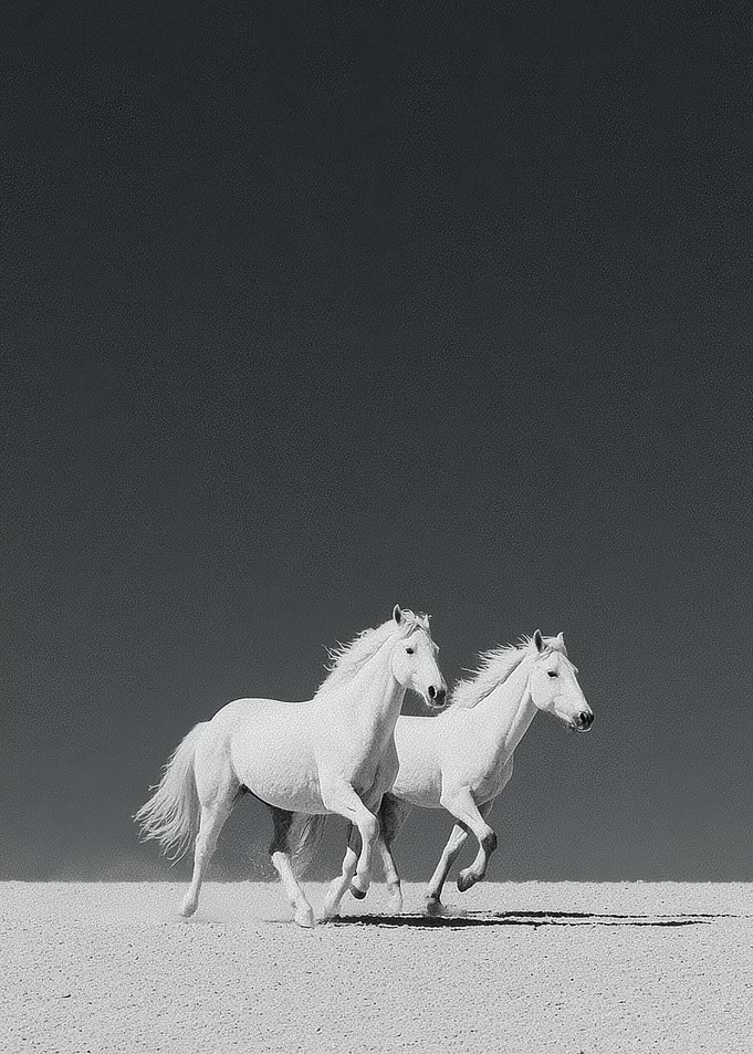 Two white horses running