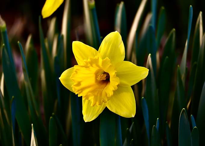 Spring Awakening