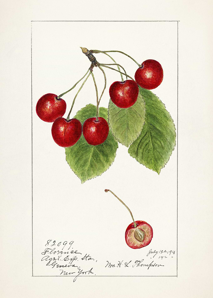 Watercolor Painting of Cherries