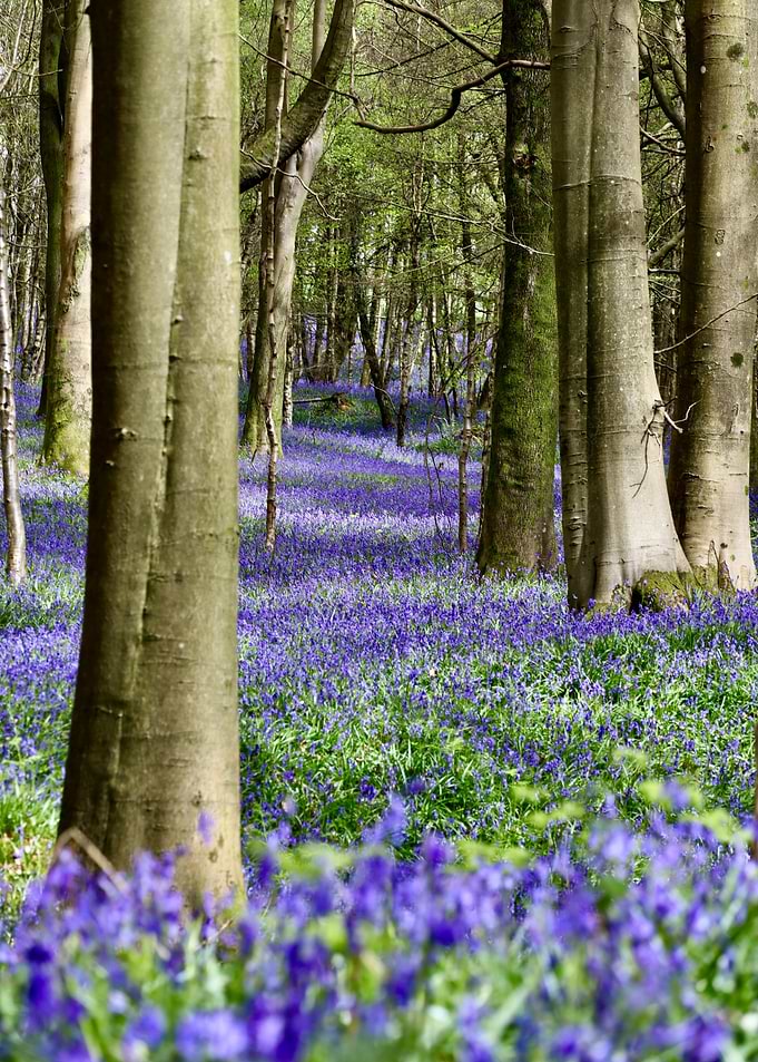 Into the Bluebells