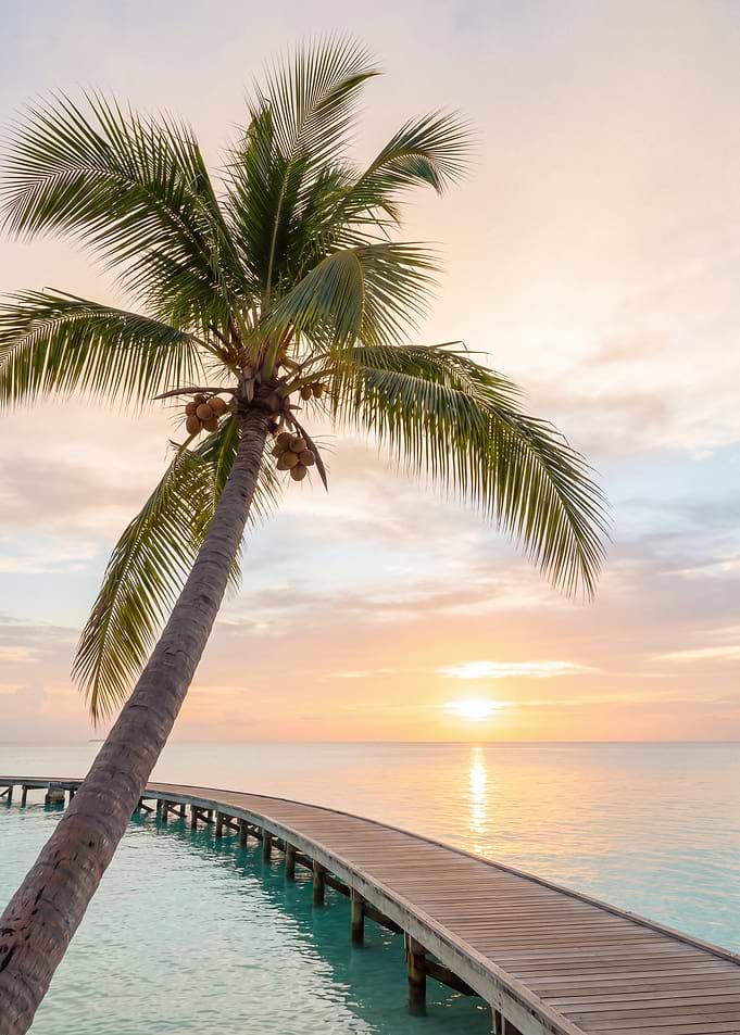 Tropical sunset with palm tree and pier