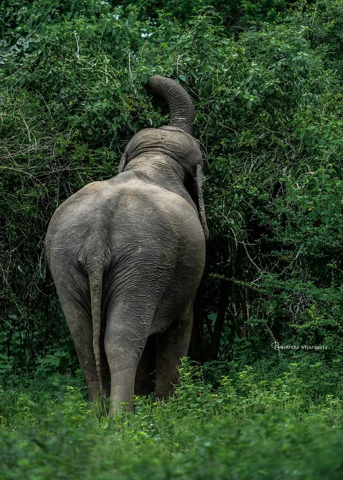 Elephant eating leaves from a tree