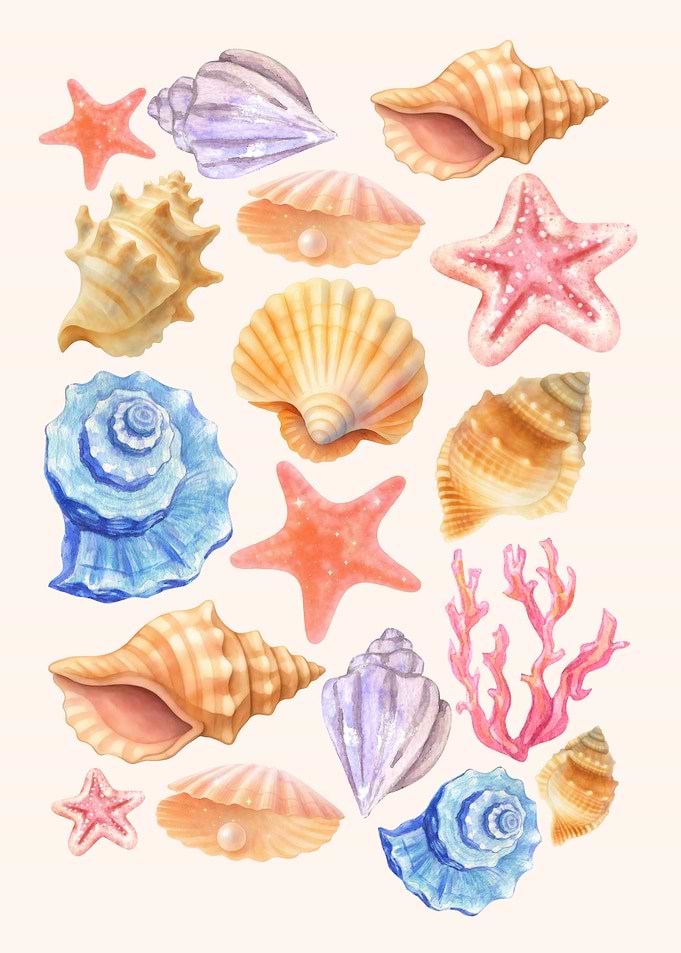 Seashell and Starfish Collection