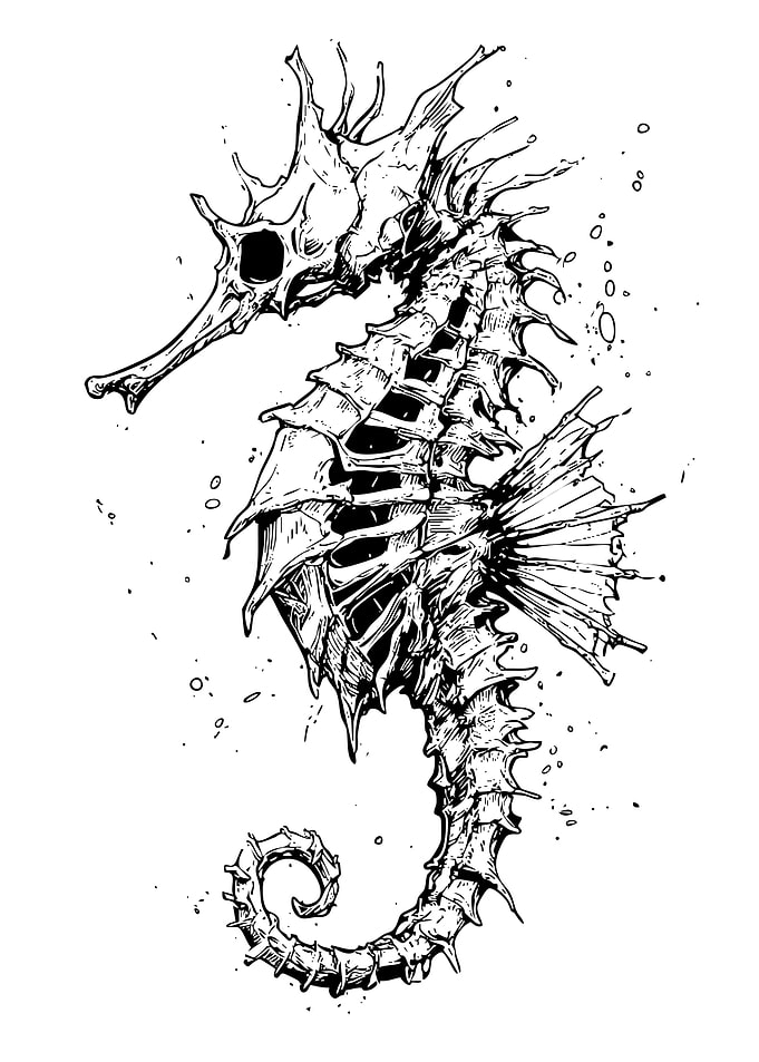 Detailed Seahorse Illustration