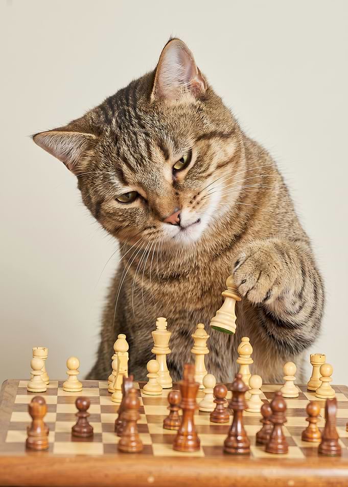 Cat playing chess